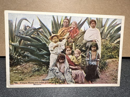 Pulque plants and other - pulque,