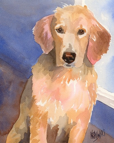 Golden retriever print - golden,