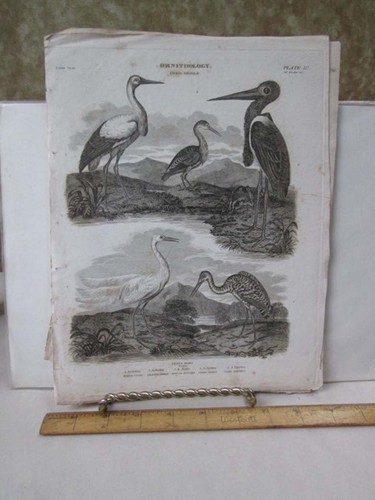 Vintage print white stork - print,white, stork,19th