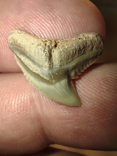 Real fossil tiger - tiger, shark