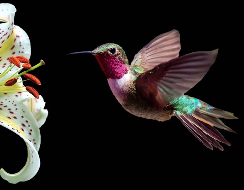 Hummingbird and lily 3d - lily,