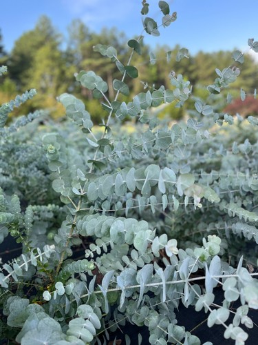 Eucalyptus cinerea silver - cinerea,