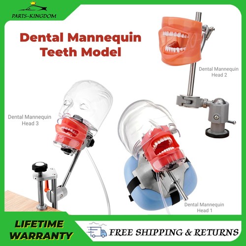 Dental simulator mannequin - dental,