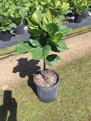 Ficus lyrata fiddle leaf fig - lyrata,,