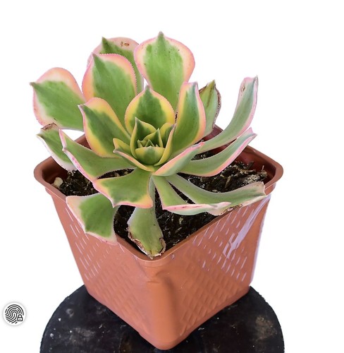 Aeonium sunburst succulent - aeonium,