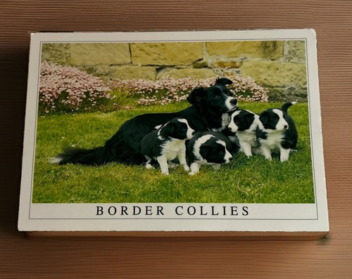 Unused border collie - unused,