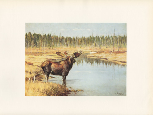 1972 vintage hunting - hunting, "moose