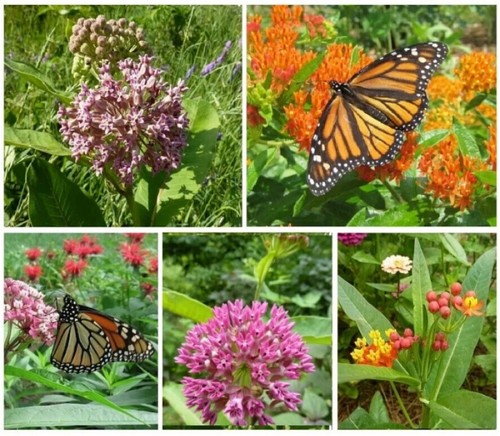 Butterfly milkweed seed - butterfly,