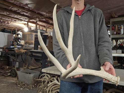 Huge mule deer shed - deer,