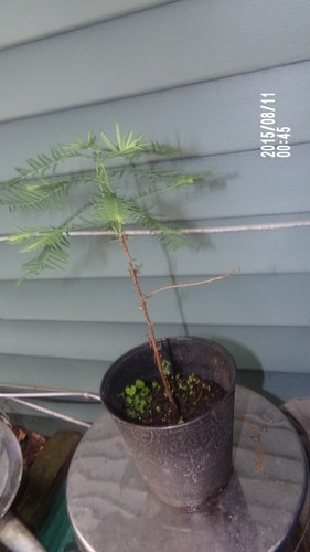 Dawn redwood live - live, tree