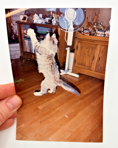 Vintage 1980s cute kitten - cute,