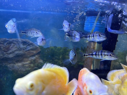 Azul peacock bass - /, cichla