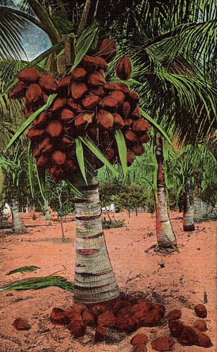 C1940 florida coconut - c1940,