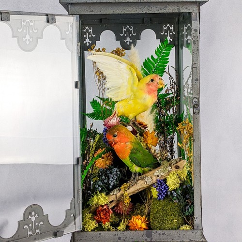 Two lovebirds taxidermy - (2),