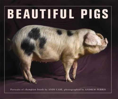 Beautiful pigs potraits - beautiful,