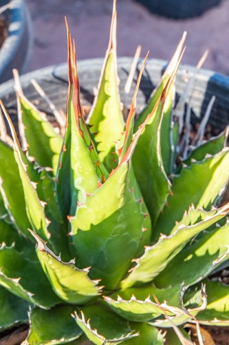 Large rare agave montana - large,