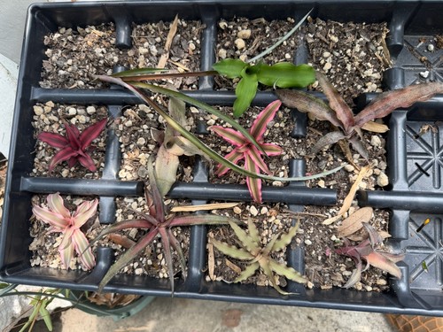 Cryptathus bromeliad earth - cryptathus,
