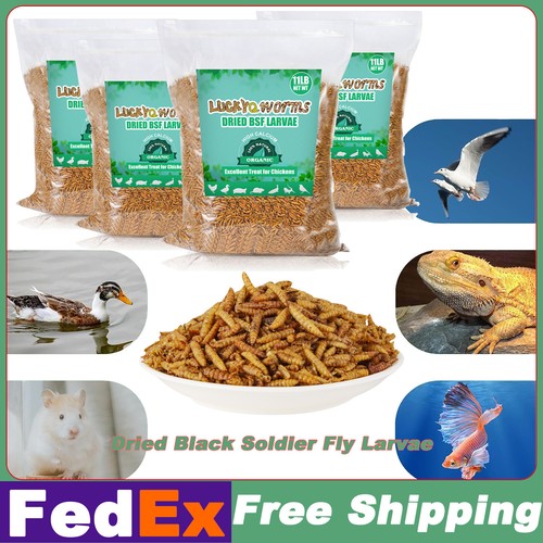 Bulk dried black soldier - dried,
