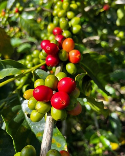 Sl34 coffee seedss 120 - sl34, 120++
