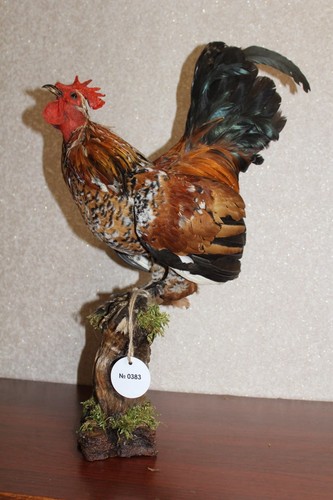 0383 mini bantam rooster - 0383,
