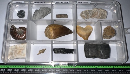 Labeled real fossil - labeled,