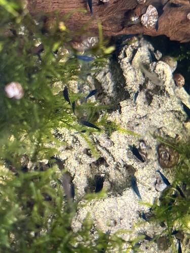 Blue dream shrimp - dream, 25