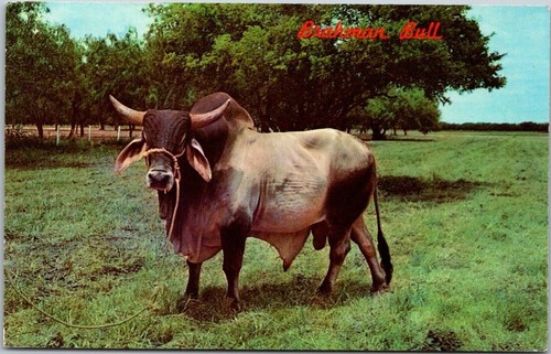 Brahman bull postcard posted - brahman,