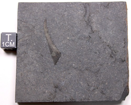 Illinois carboniferous fossil - illinois,