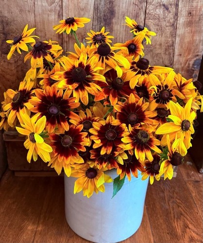 Gloriosa daisy rudbeckia hirta - daisy,