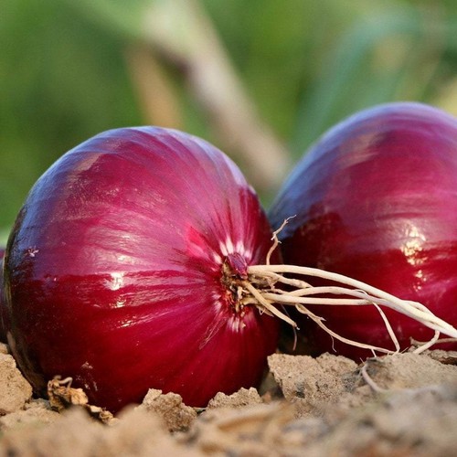 Red creole onion - red,