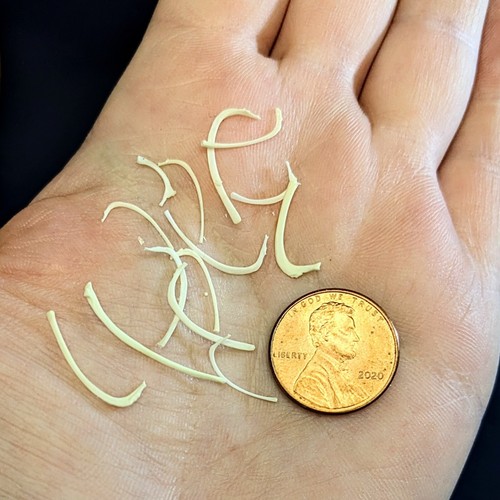 Small tiny animal - animal, bones