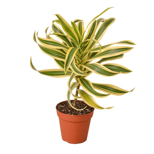 Dracaena song india - of, |