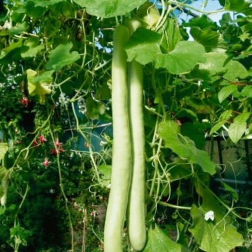 Snake gourd seeds - snake,