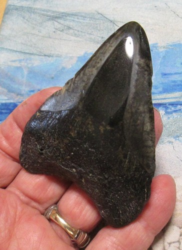 Megalodon shark tooth - tooth, 3