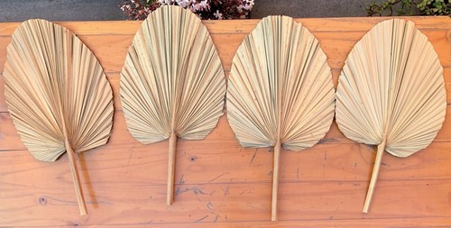 Palm leaf dry leaves natural - leaves,