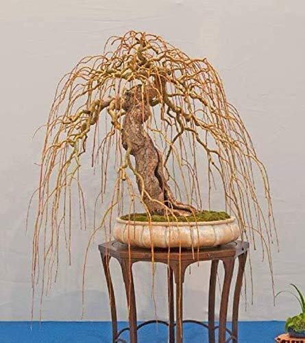 Rare golden curls willow tree - rare,