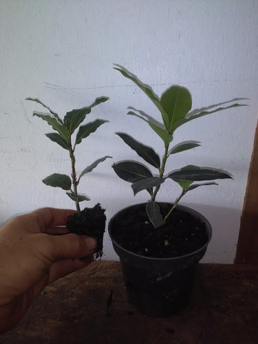 Laurus nobilis bay leaf - nobilis,
