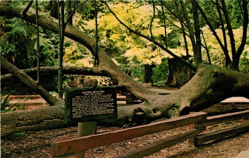 Mill valley muir woods - valley, ca