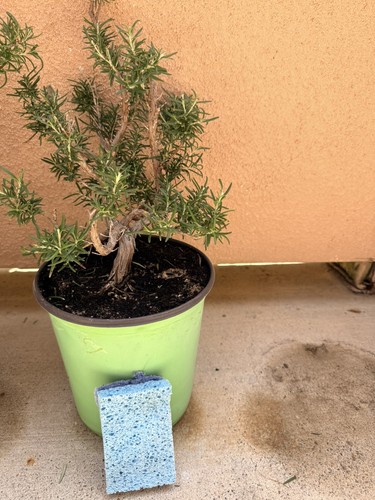 Rosemary rosmarinus pre - rosmarinus, bonsai