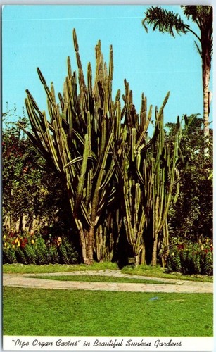 Pipe organ cactus in - organ,