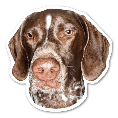 German shorthaired pointer - german,