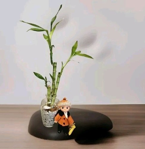 Live lucky bamboo 8 - live,