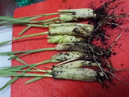 Live lemongrass starter - live,