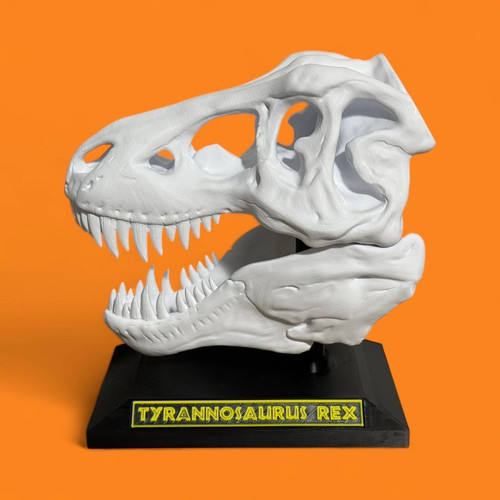 Rex skull tyrannosaurus - 8",
