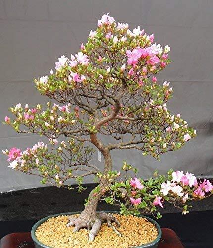 Japanese cherry blossom - 10,