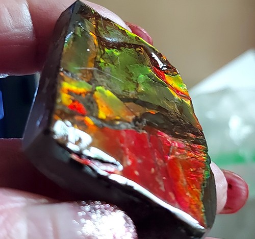 Ammolite ammonite tabletop - ammolite,