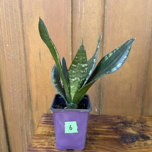 Sansevieria whitney plant - sansevieria,