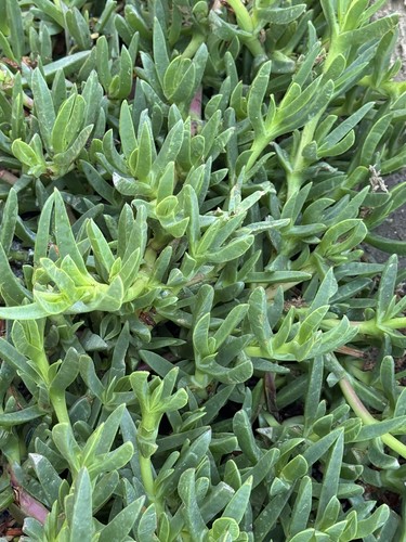 San diego live ice - ice, plant