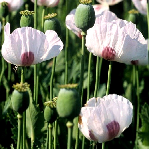 Tasmanian papever somniferum - papever,