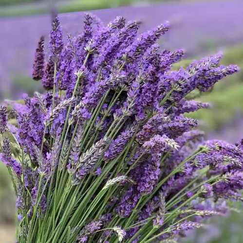 Live lavender provence plug - live,